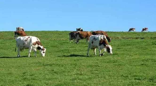 農(nóng)業(yè)部最新發(fā)布：豬場糞污處理這么做！(圖1)